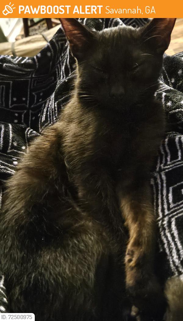 Found/Stray Male Cat last seen Shetland Ct & Larchmont Dr, Savannah, GA 31419