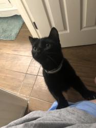 Lost Male Cat last seen hunters ridge, Charleston, WV 25314