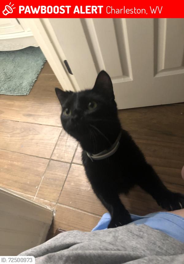Lost Male Cat last seen hunters ridge, Charleston, WV 25314