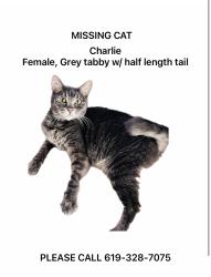 Lost Female Cat last seen Normal & Parks abr, La Mesa, CA 91941