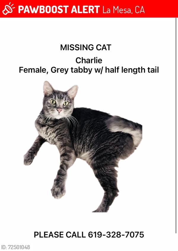Lost Female Cat last seen Normal & Parks abr, La Mesa, CA 91941