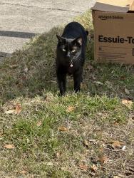 Reunited Female Cat last seen E.M. Daggett Elementary, Fort Worth, TX 76110