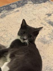 Lost Male Cat last seen Indoor outdoor kitty who hasn’t come back  :(, Raleigh, NC 27603