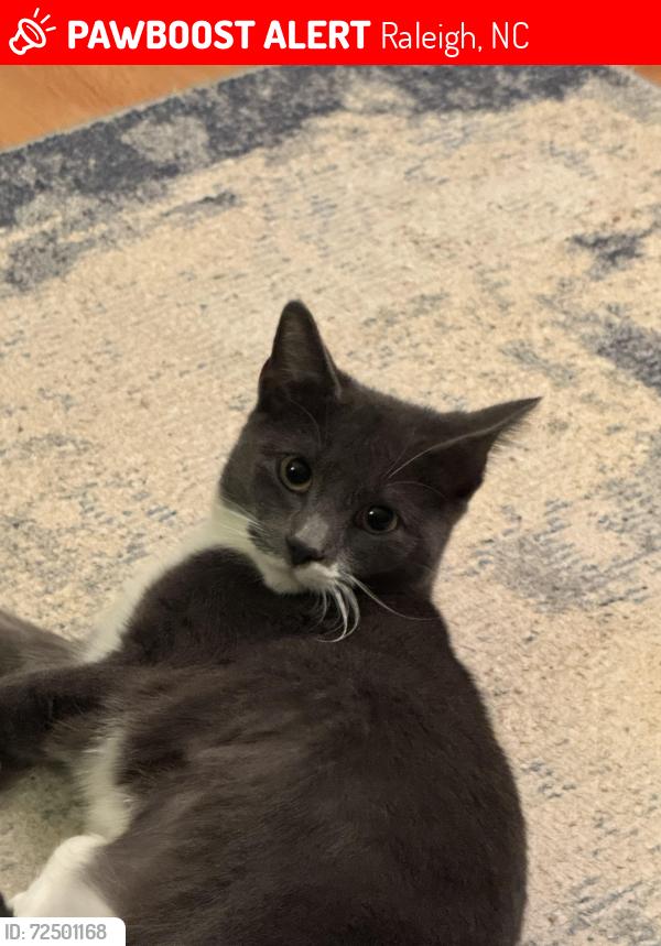 Lost Male Cat last seen Indoor outdoor kitty who hasn’t come back  :(, Raleigh, NC 27603