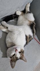 Lost Male Cat last seen he was last seen in Birmingham B11, Birmingham, England 