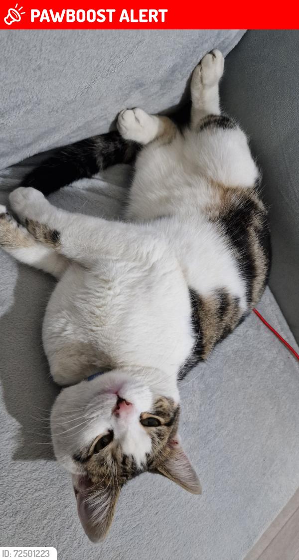Lost Male Cat last seen he was last seen in Birmingham B11, Birmingham, England 
