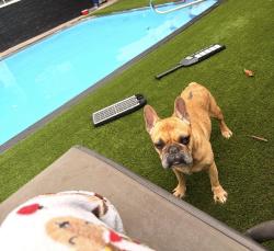 Lost Male Dog last seen Dorson way 33445, Delray Beach, FL 33445