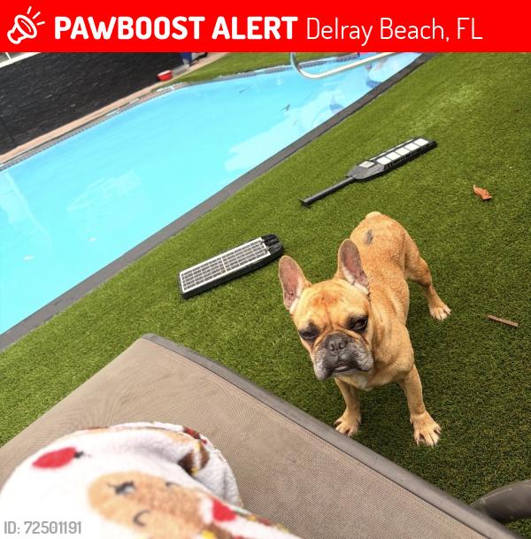 Lost Male Dog last seen Dorson way 33445, Delray Beach, FL 33445