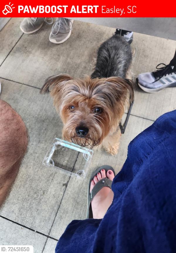 Lost Male Dog last seen Near poplar springs rd easley sc , Easley, SC 29642