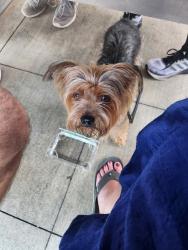 Lost Male Dog last seen Near poplar springs rd easley sc , Easley, SC 29642