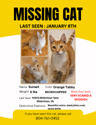 Lost Male Cat last seen Near Midlothian Turnpike , Midlothian, VA 23113