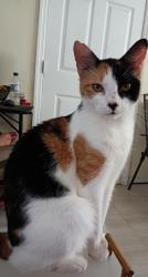 Lost Female Cat last seen 167th St, North Miami Beach, FL 33162