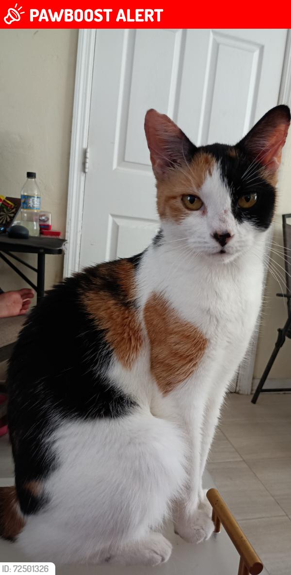 Lost Female Cat last seen 167th St, North Miami Beach, FL 33162