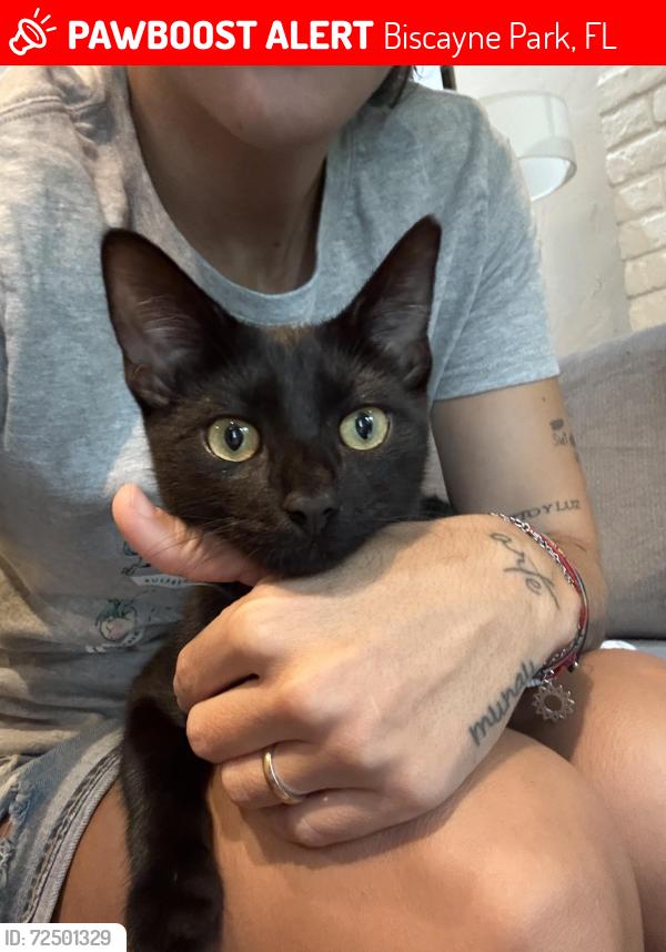 Lost Male Cat last seen , Biscayne Park, FL 33161