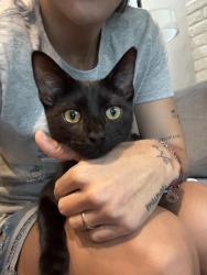 Lost Male Cat last seen , Biscayne Park, FL 33161