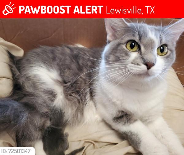 Lost Female Cat last seen Sir Tristram Ln and King Bors Ln, Lewisville, TX 75056