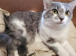 Lost Female Cat last seen Sir Tristram Ln and King Bors Ln, Lewisville, TX 75056