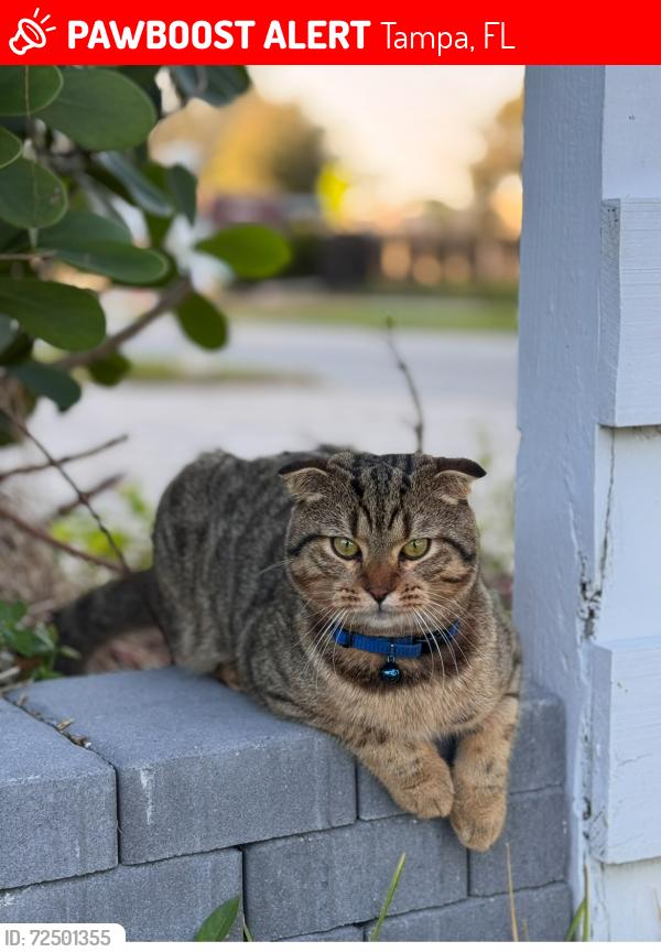 Lost Male Cat last seen Estrella and Henderson , Tampa, FL 33629