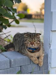 Lost Male Cat last seen Estrella and Henderson , Tampa, FL 33629
