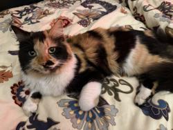 Reunited Female Cat last seen Craddock and Hughson, San Marcos, TX 78666