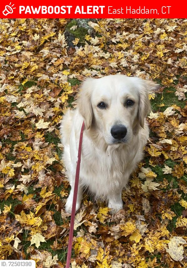Lost Female Dog last seen Near 7/11 in moodus, East Haddam, CT 06469