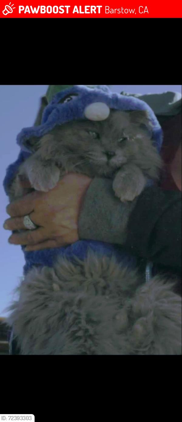 Lost Male Cat last seen Hodge Rd and I-15fwy, Barstow, CA 92312
