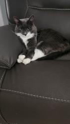 Lost Male Cat last seen Santona courtt and Faida Place, Perris, CA 92571