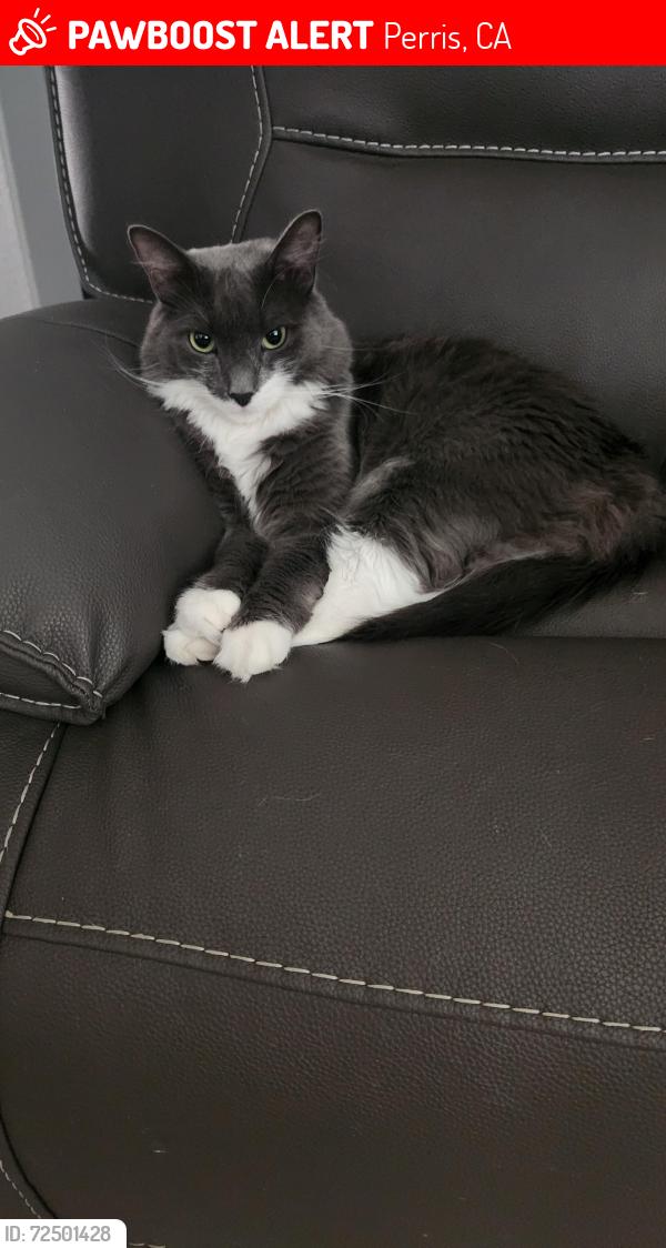 Lost Male Cat last seen Santona courtt and Faida Place, Perris, CA 92571