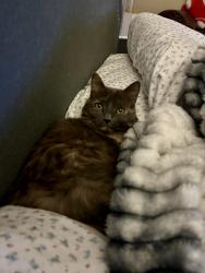 Lost Female Cat last seen Hopewell Rd. , Cumming, GA 30028