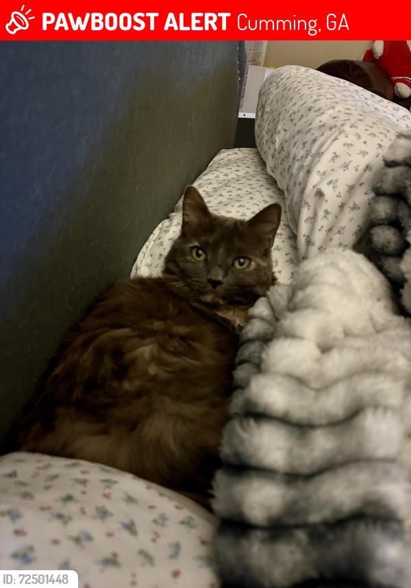Lost Female Cat last seen Hopewell Rd. , Cumming, GA 30028