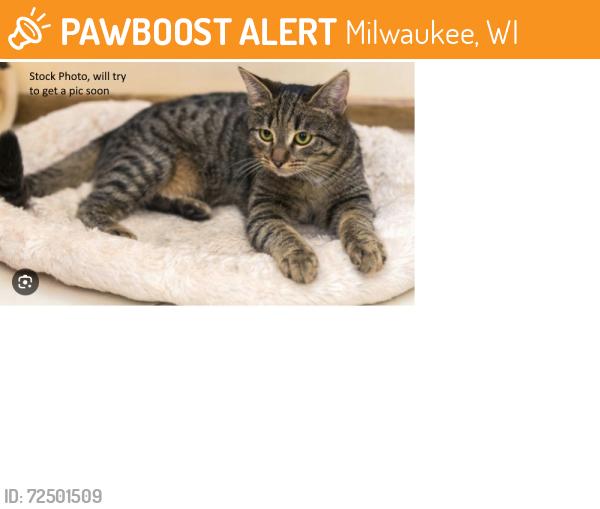 Found/Stray Unknown Cat last seen Near S. Taylor Ave  Milwaukee, Milwaukee, WI 53207
