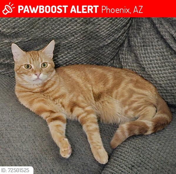 Lost Male Cat last seen Mariposa Drive and 110th Ave. in Camelback Ranch, Phoenix, AZ 85037