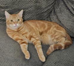 Lost Male Cat last seen Mariposa Drive and 110th Ave. in Camelback Ranch, Phoenix, AZ 85037