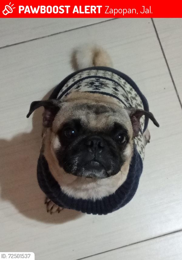 Lost Male Dog last seen calle euclides 3161, Zapopan, Jal. 45027