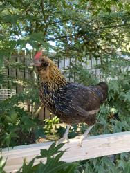 Lost Female Bird last seen Between 196th/198th wright st. Near hazeldale dog park, Aloha, OR 97007