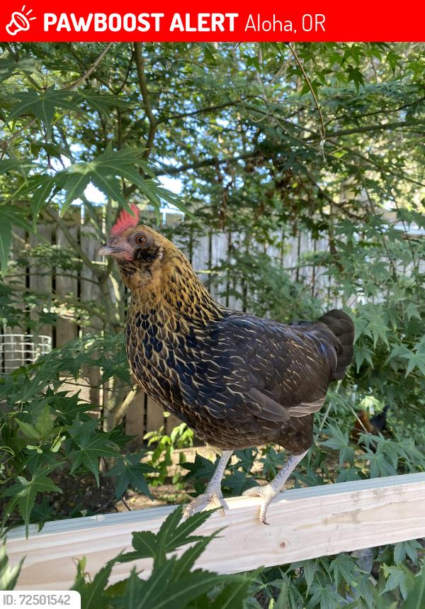 Lost Female Bird last seen Between 196th/198th wright st. Near hazeldale dog park, Aloha, OR 97007