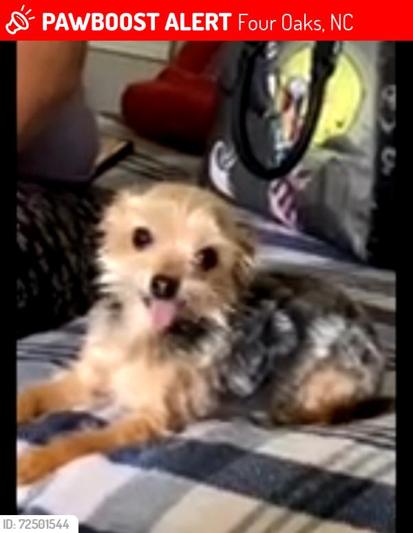 Lost Male Dog last seen Near and Parkertown Road, Four Oaks, NC 27524