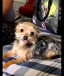 Lost Male Dog last seen Near and Parkertown Road, Four Oaks, NC 27524