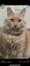 Lost Male Cat last seen Anson texas, Anson, TX 79501