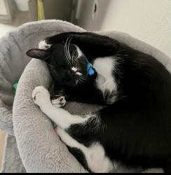 Lost Male Cat last seen Nellis and Russell , Las Vegas, NV 89122
