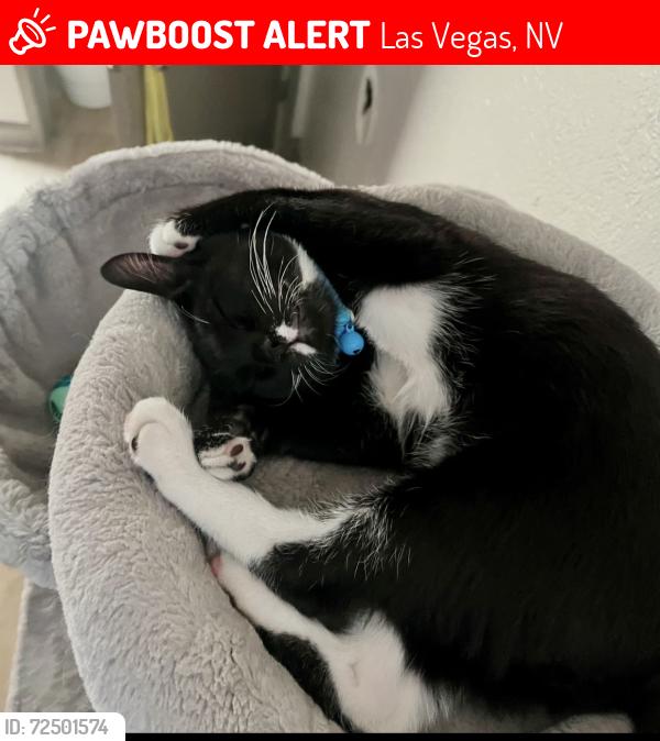 Lost Male Cat last seen Nellis and Russell , Las Vegas, NV 89122