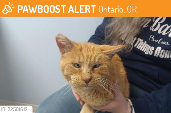 Found/Stray Female Cat last seen NW 2nd Ave & Verde St, Ontario, OR 97914
