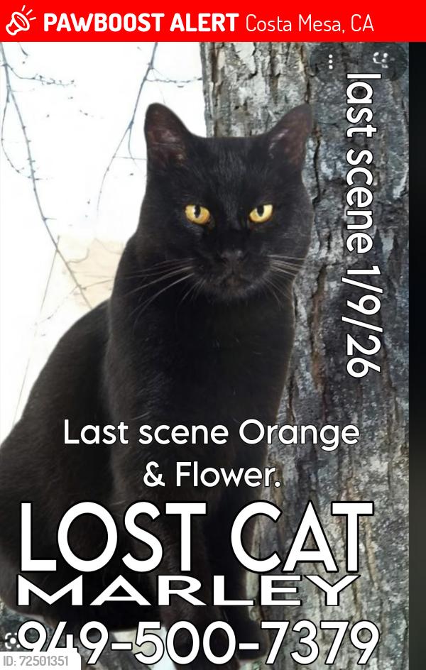 Lost Male Cat last seen 17th Street & Pomona Avenue, Costa Mesa, CA 92627