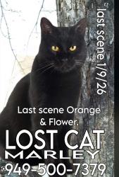 Lost Male Cat last seen 17th Street & Pomona Avenue, Costa Mesa, CA 92627