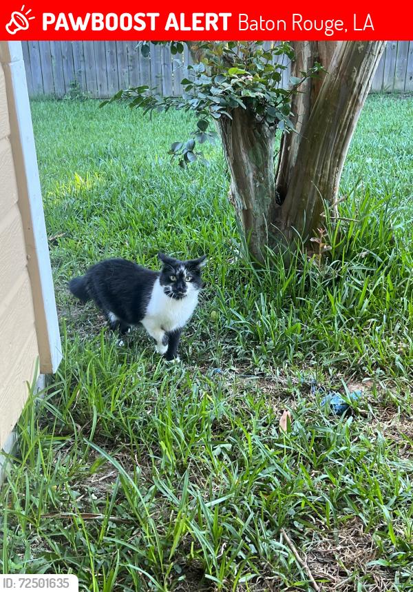 Lost Female Cat last seen Hoo Shoo Too Rd & Jefferson Hwy, Baton Rouge, LA 70817
