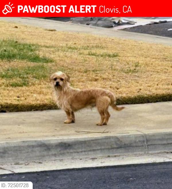 Lost Male Dog last seen Cindy Ave , Clovis, CA 93612