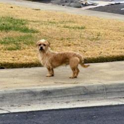 Lost Male Dog last seen Cindy Ave , Clovis, CA 93612
