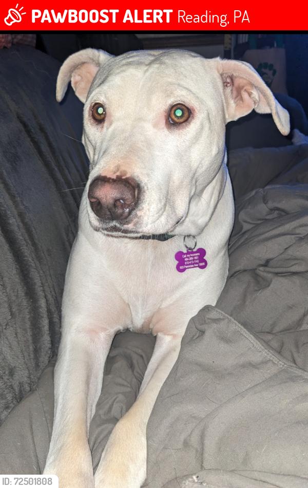 Lost Female Dog last seen Prospect st, Mayer st, Reading, PA 19606