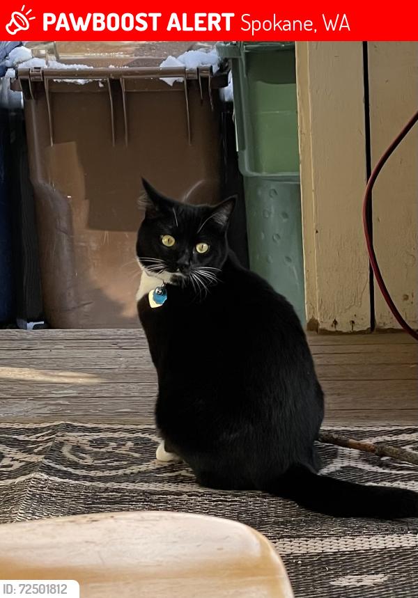 Lost Female Cat last seen Perry Street, Spokane, WA 99202