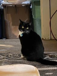 Lost Female Cat last seen Perry Street, Spokane, WA 99202
